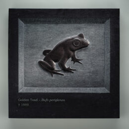 Golden Toad — Bufo periglenes † 1989