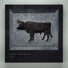 Aurochs — Bos primigenius † 1627